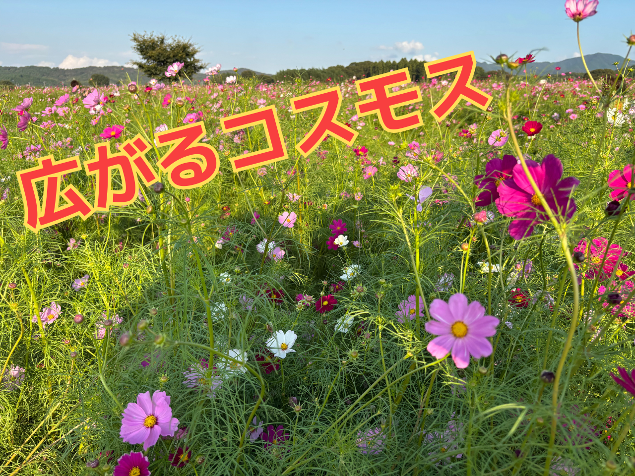 Iso設計室の休日 - in コスモス畑