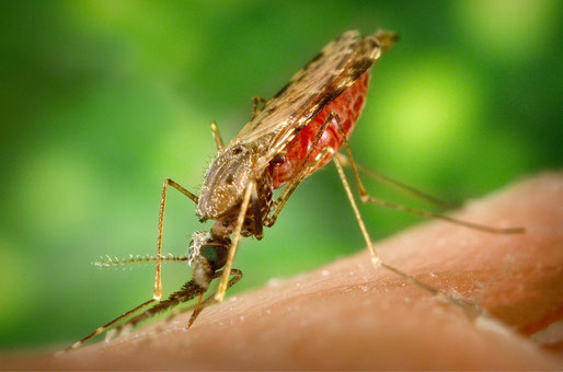 Malaria & Dengue-Fieber in Südostasien: Risikogebiete, Symptome, Schutz und Prophylaxe