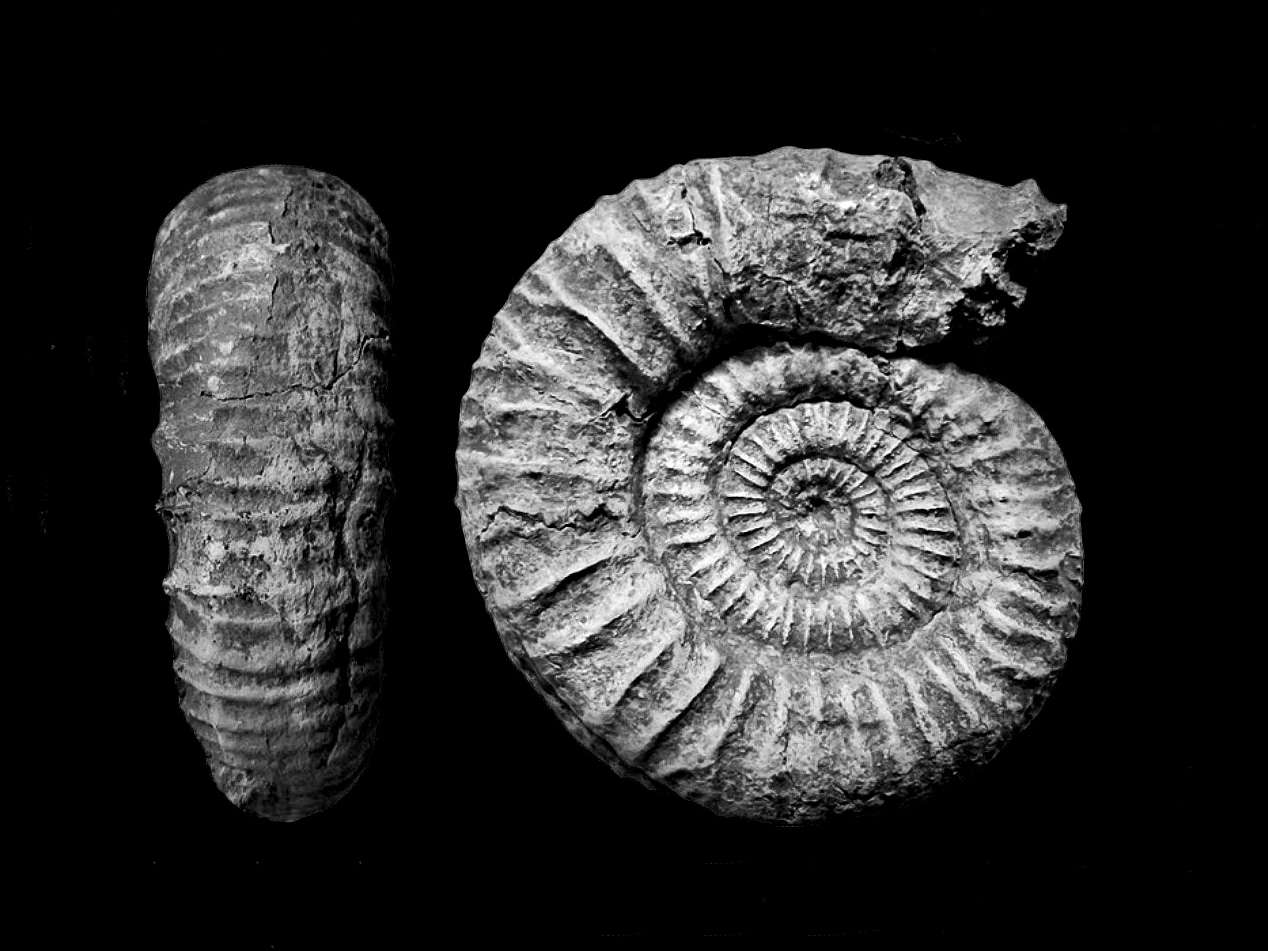 Jaeniceras, nuevo género de ammonites del Tithónico