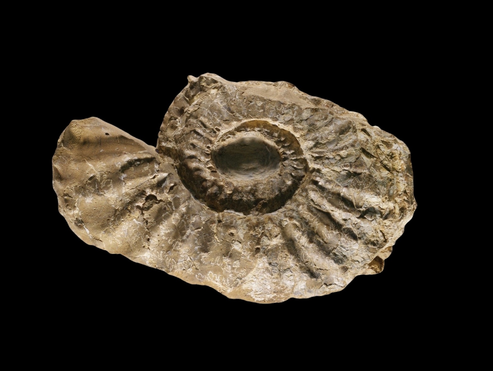 Descubierta una nueva especie de ammonite Menabites en Nuevo México