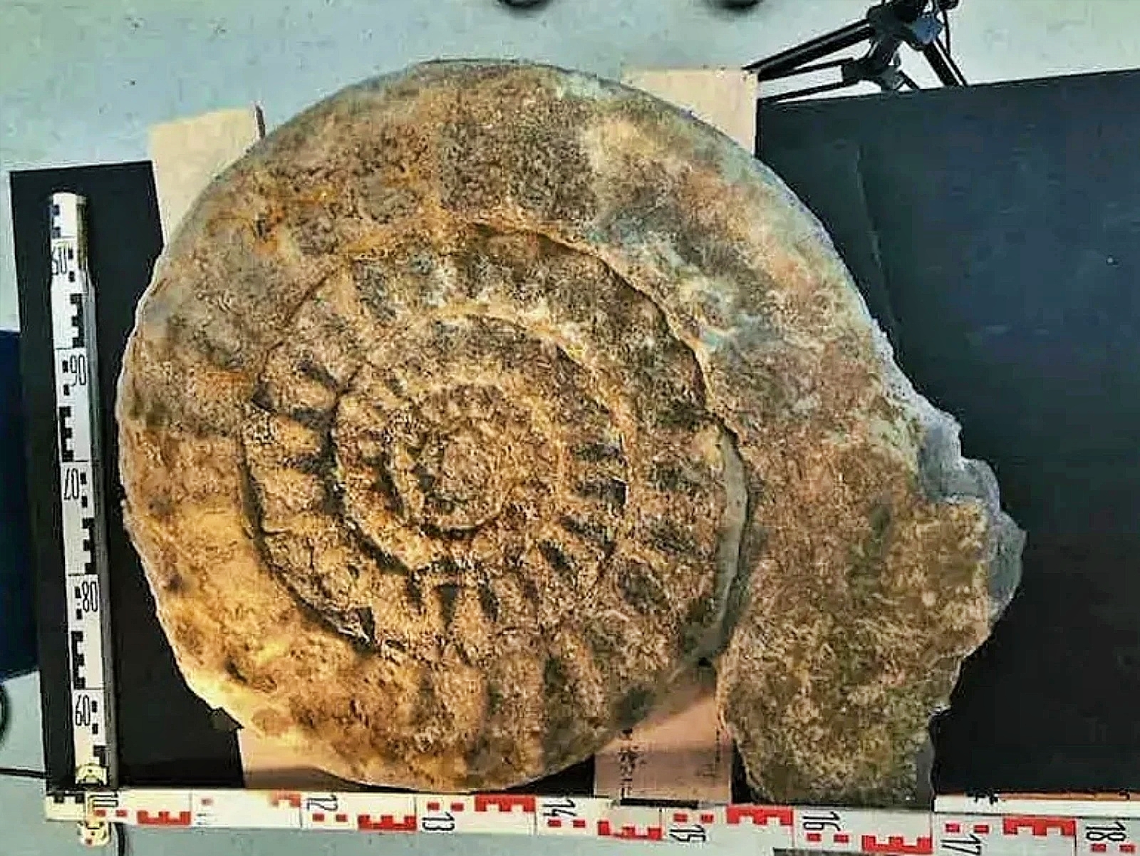 Ammonites gigante descubierto en Nanclares de la Oca (Álava)