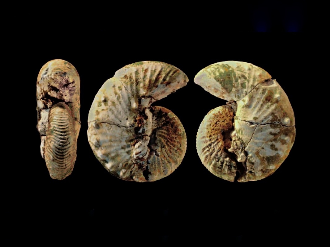 Ammonites supervivientes a la extinción del final del Cretácico