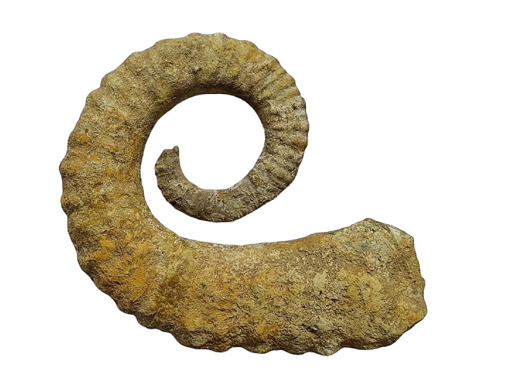 Toxancyloceras canuti, ammonites heteromorfo procedente del Barremiense