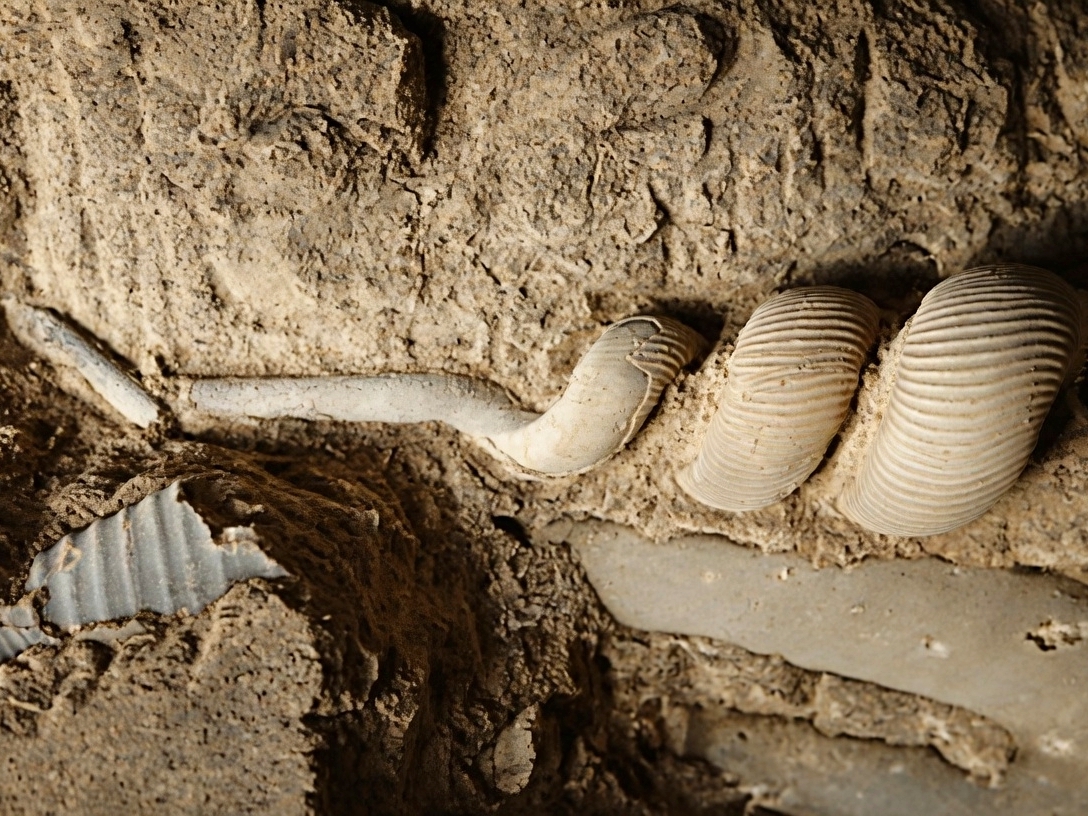 Eubostrychoceras perplexum, un nuevo ammonite heteromorfo del Cretácico Superior