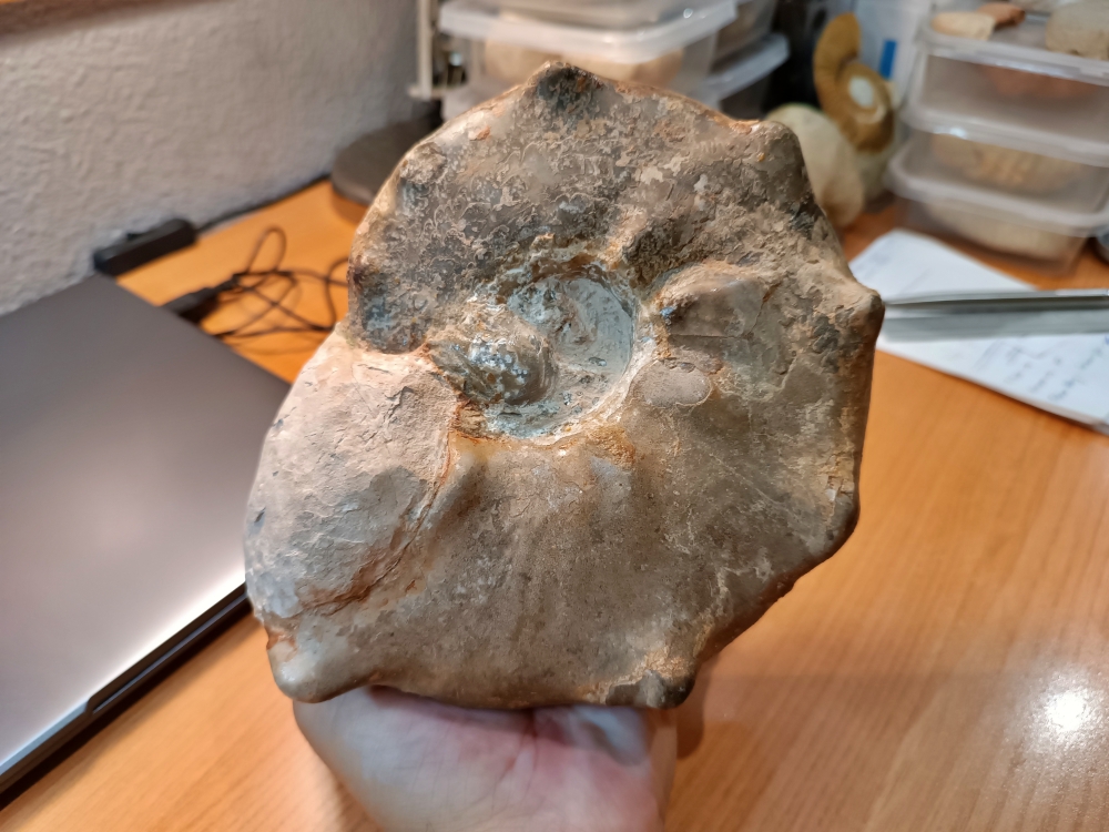 Ammonites del Turoniense de Goulmima
