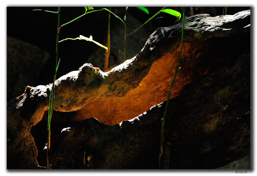 Sanya.Yalong Bay Tropic Forest Park. Tree krokodile