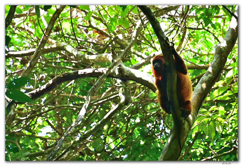 Brownsberg N.P.Howler Monkey