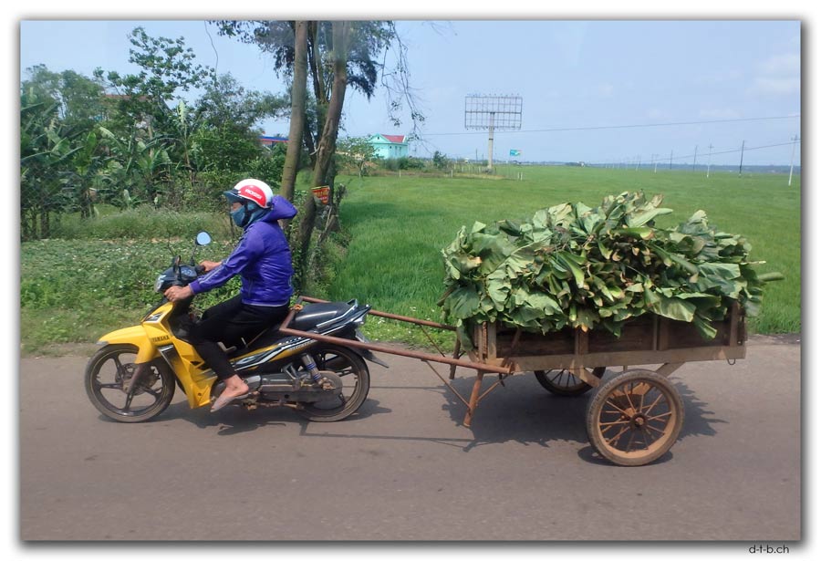 Bananenblättertransport