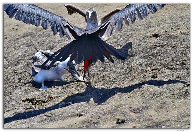 Floreana Island.Blue Footed Boobies attacked by Fregattbird