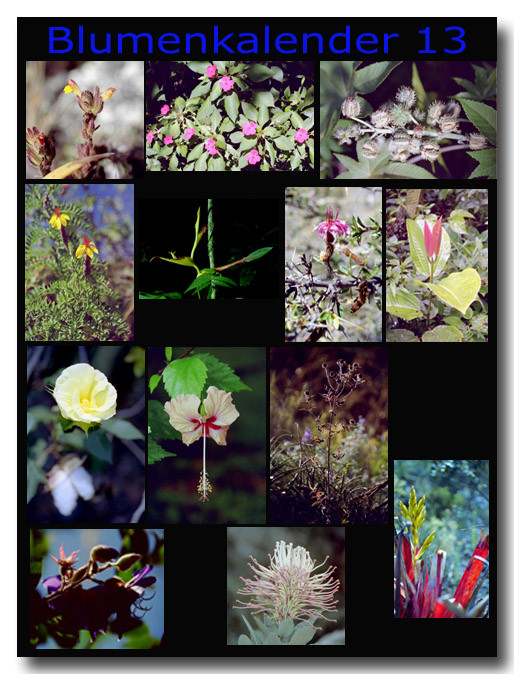 Blumen 13 / Flowers 13