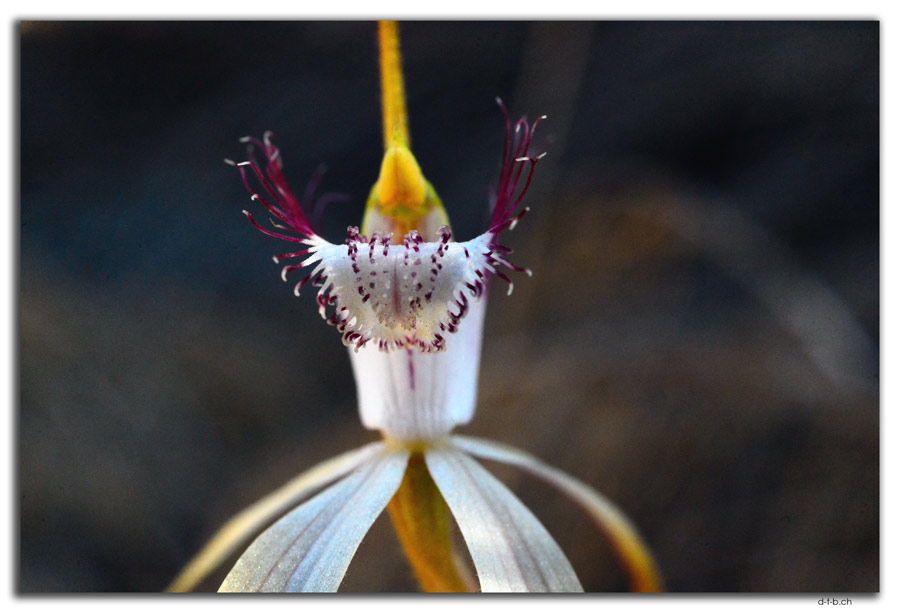 White spider Orchid