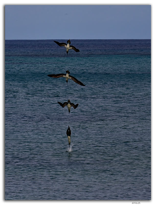 Floreana Island.Blue Footed Boobie fishing