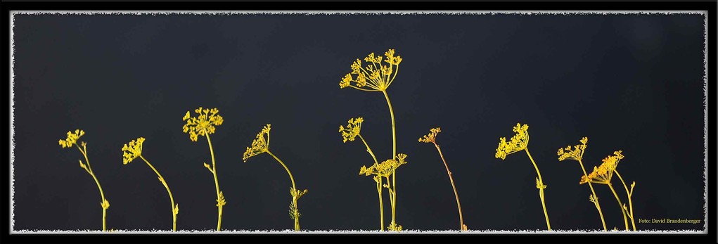 A0383.Dill.Klosters.CH