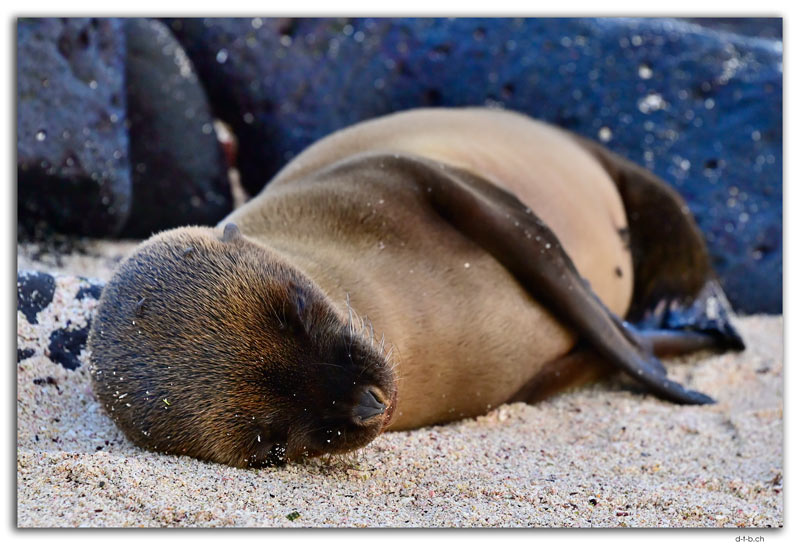 Española Island.Sea Lion
