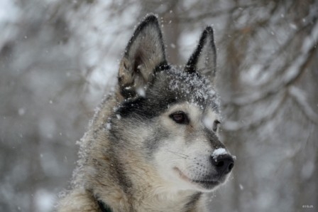 SE0010 Husky