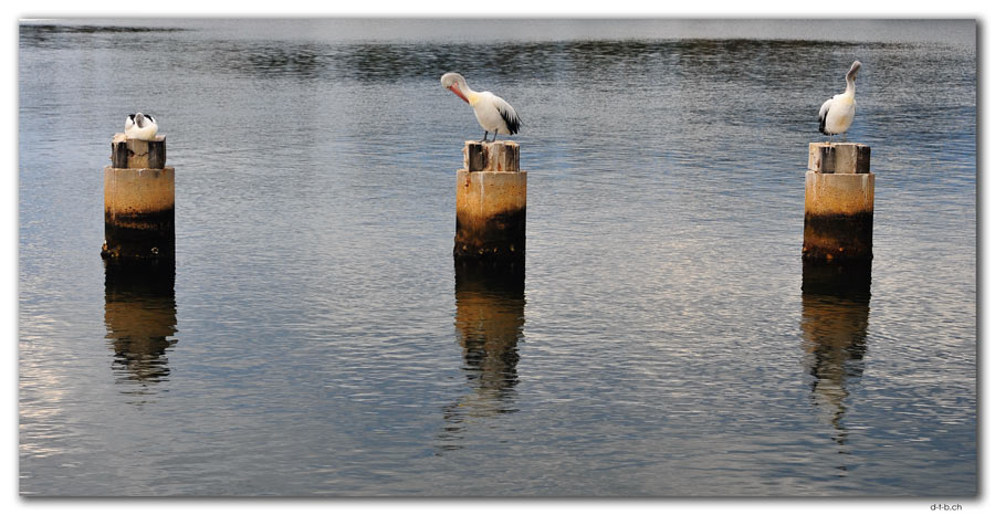 Pelicans at Lake Entrance