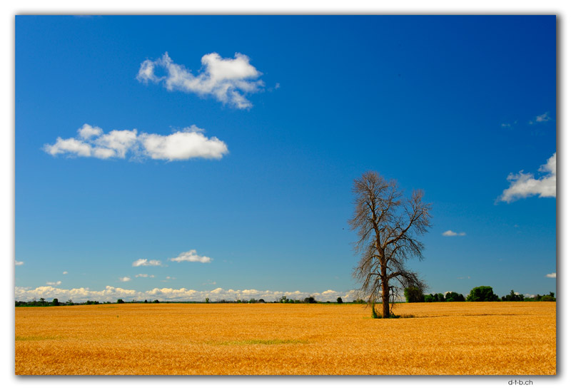 Lonely tree