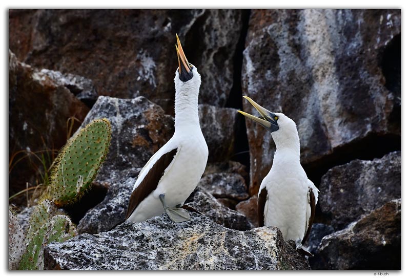 Genovesa Island.Nazca Boobies