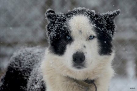 SE0011 Husky