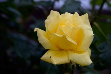 L133 Rose