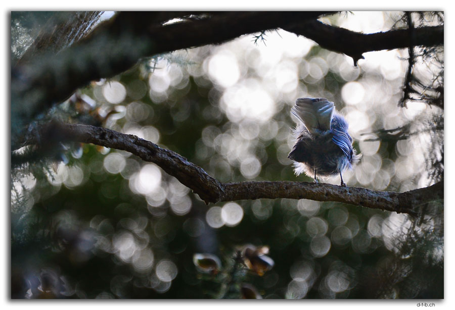 Stewart Island, Oban, Fantail