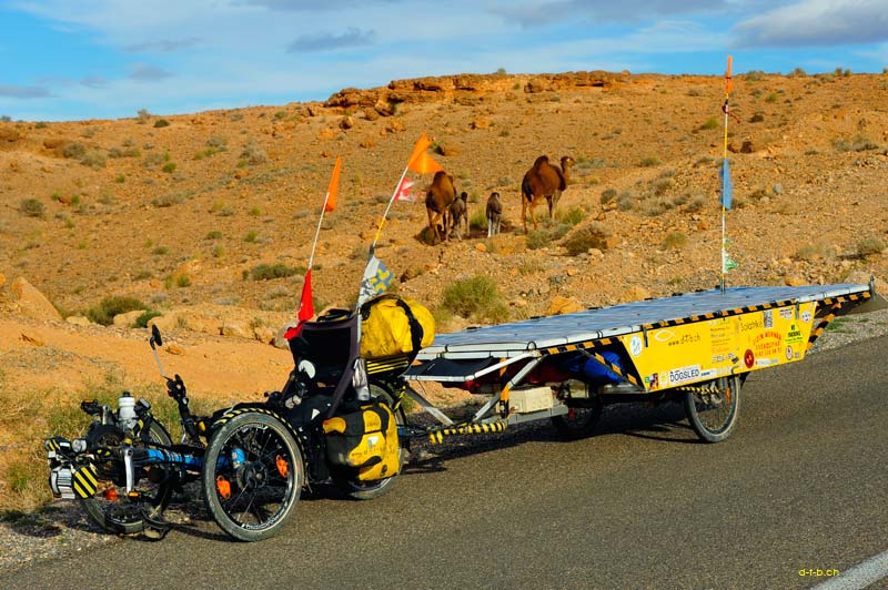 Solatrike and camels
