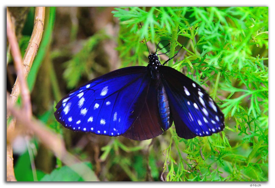 Ubud.Schmetterling