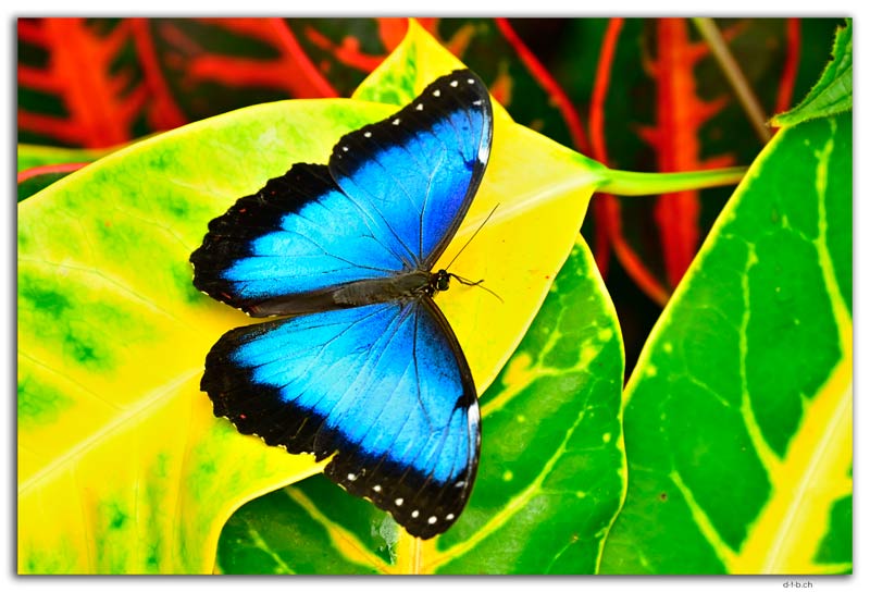 Mindo.Mariposario.Morpho peleides