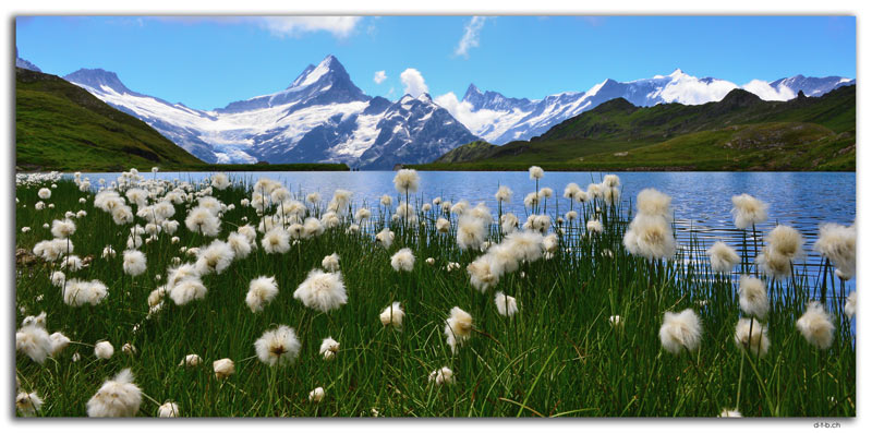 GW0350.Wollgras am unteren Bachalpsee