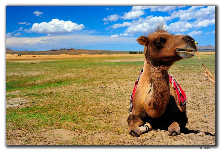 Camel at "Small Gobi"