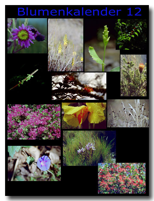 Blumen 12 / Flowers 12