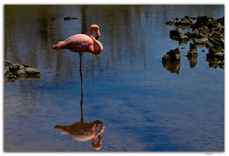 Santa Cruz Island.Flamingo
