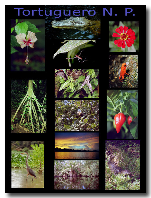 Tortuguero National park