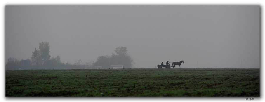 RO0238.Pferdegespann im Nebel