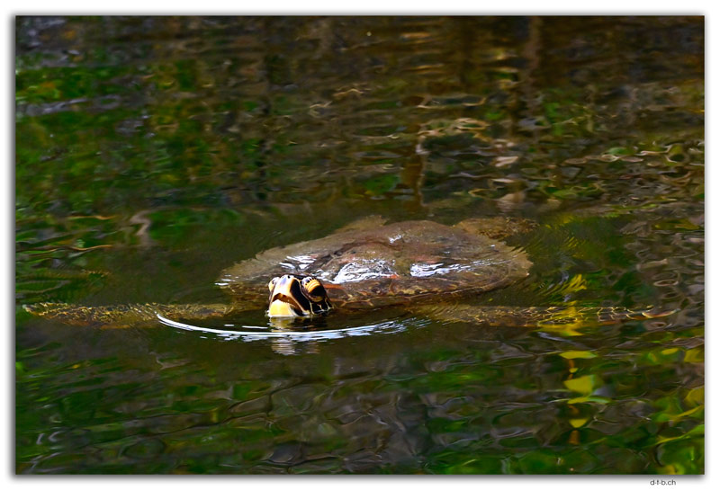 Santa Cruz Island.Sea Turtle