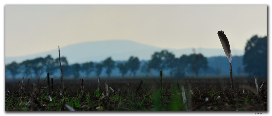 DE294.Schiedel.Feder
