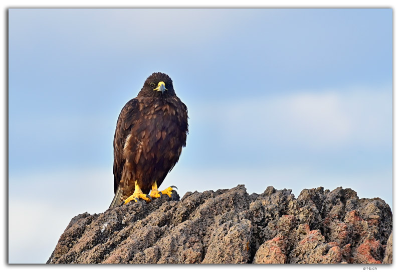 Española Island.Galapagos Hawk
