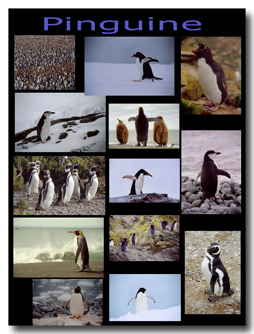 Pinguine / Penguins