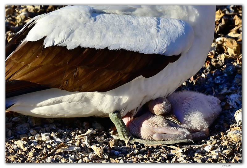 Genovesa Island.Nazca Boobie with chick