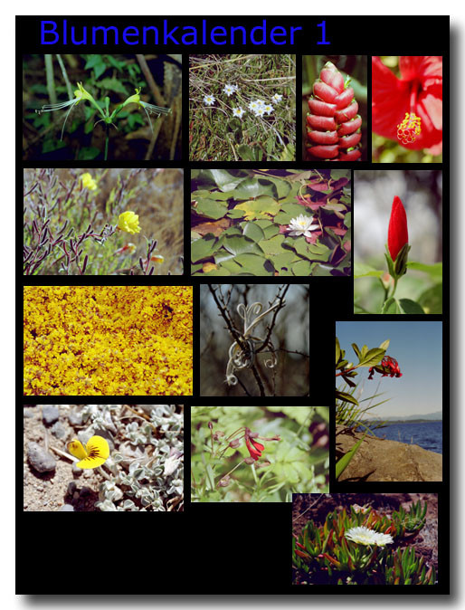Blumen 1 / Flowers 1