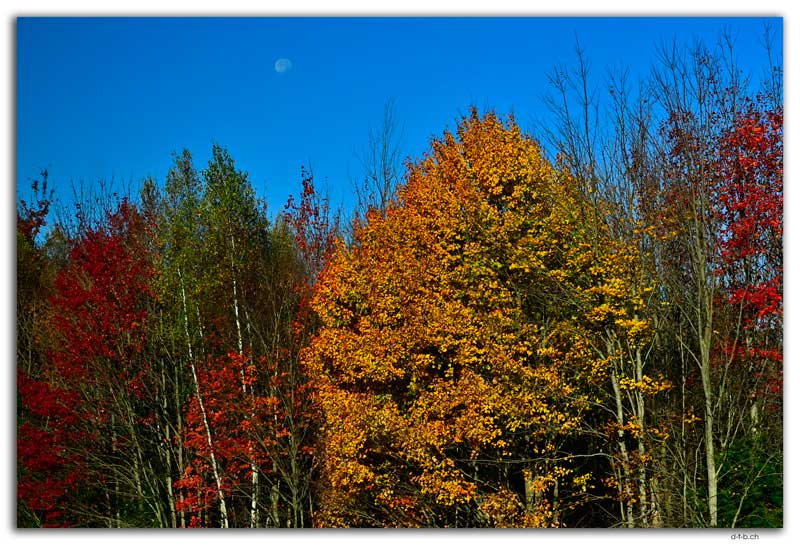 ViaRail.Halifax-Montréal.Québec.Colored Forest