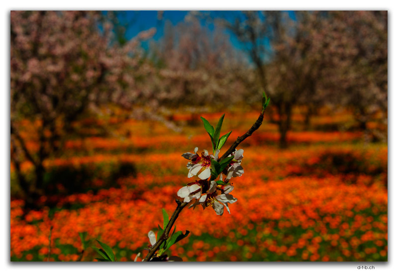 Orchard