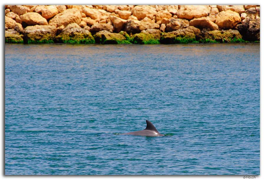 Dolphin in Mandurah