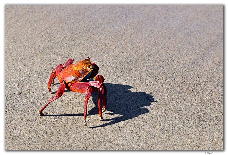 Santiago Island.Ghost Crab