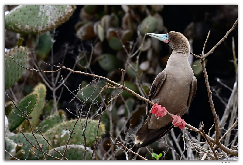 Genovesa Island.Red footed Boobie