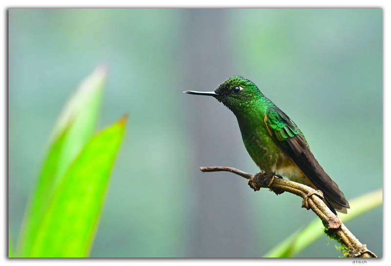 Mindo.Cotingas Bird reserve.Colibri