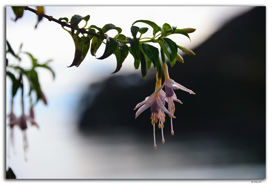 Stewart Island, Oban, Fuchsia