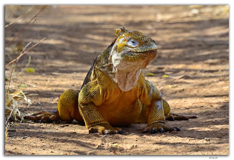 Santa Cruz Island.Land Iguana
