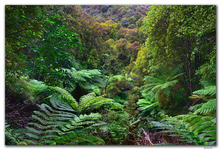 Stewart Island.Rakiura Track.View