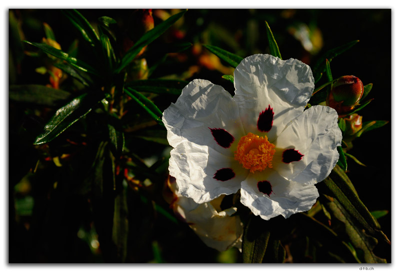 Huelva.Flower